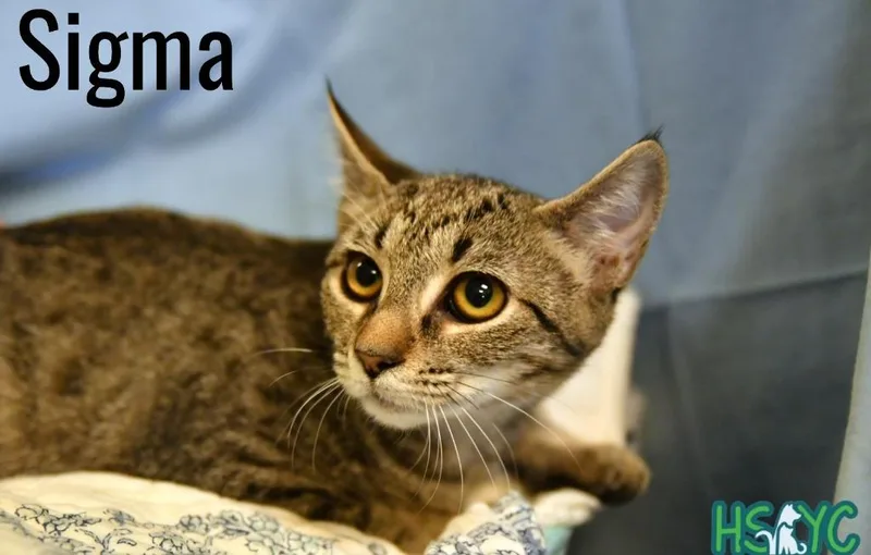 A young medium-sized female Domestic Short Hair cat named Sigma for adoption in Fort Mill, SC