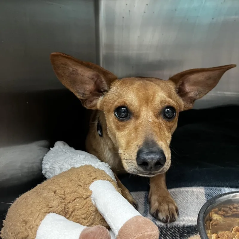 A young small-sized male Brown / Chocolate Chihuahua dog named Flapjack for adoption in Lakeland, FL