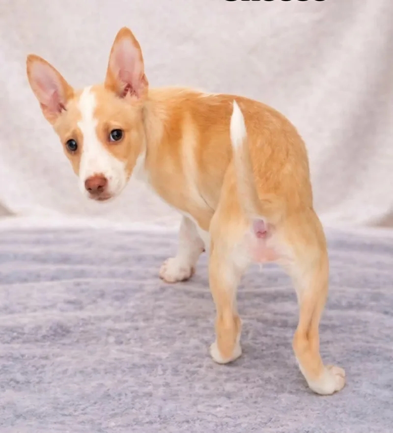 A baby medium-sized female Yellow / Tan / Blond / Fawn Terrier dog named Aurora for adoption in Newport, TN
