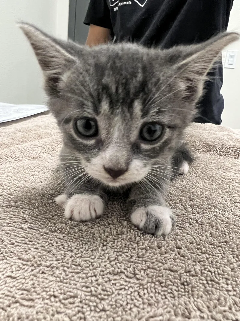 A baby small-sized male Domestic Short Hair cat named Turner for adoption in Chico, CA