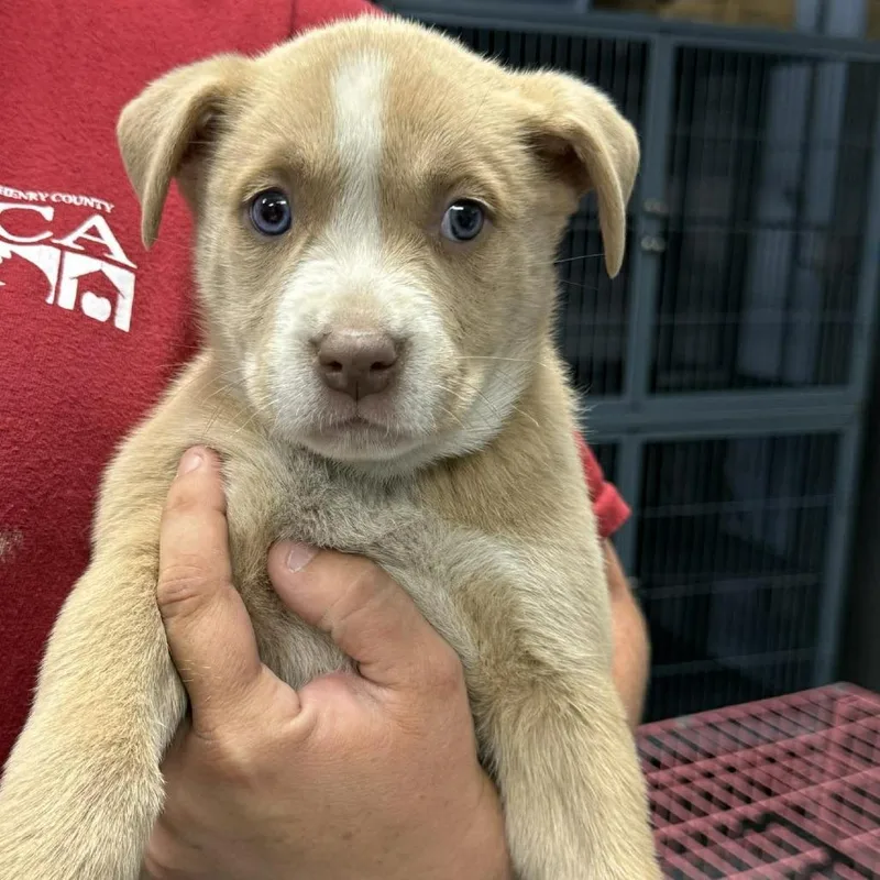 A baby large-sized female Yellow / Tan / Blond / Fawn Mixed Breed dog named Jennifer Jareau for adoption in Martinsville, VA