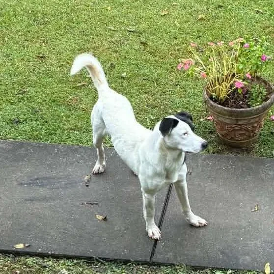 An adult medium-sized male White / Cream Mixed Breed dog named Munster for adoption in Huntington, WV