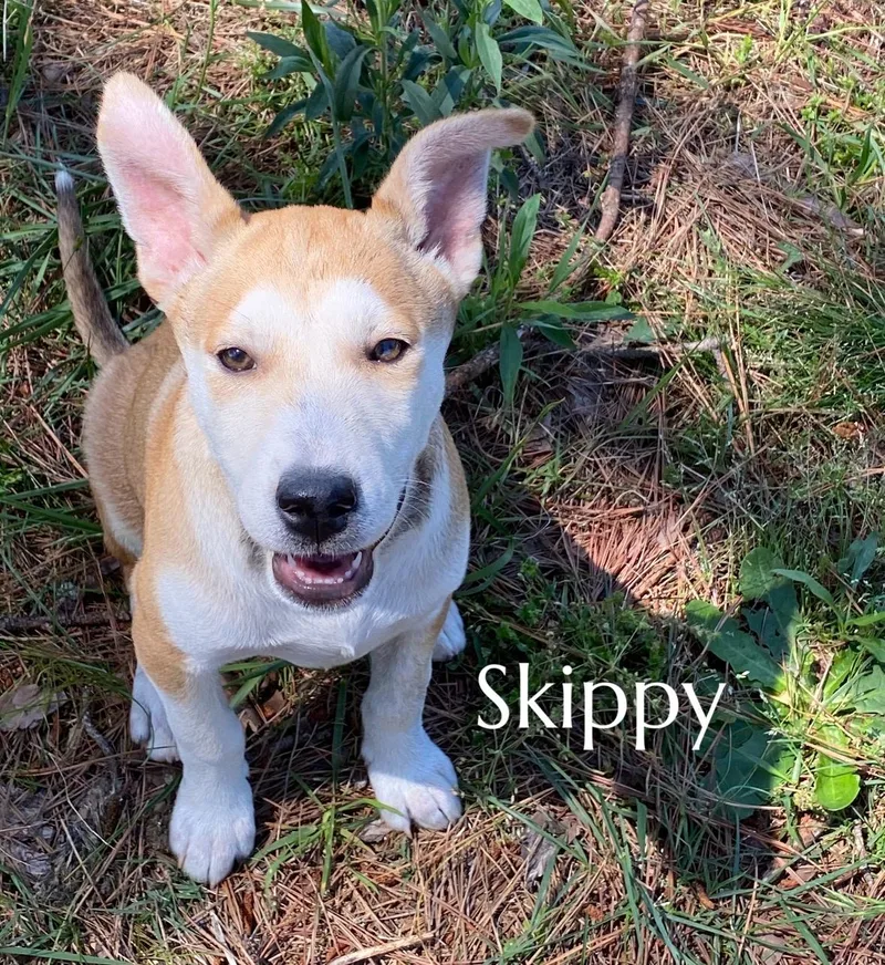 Skippy thumbnail 2