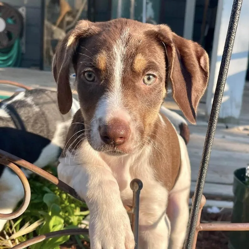 A baby small-sized male German Shorthaired Pointer dog named Louie for adoption in Parker, CO