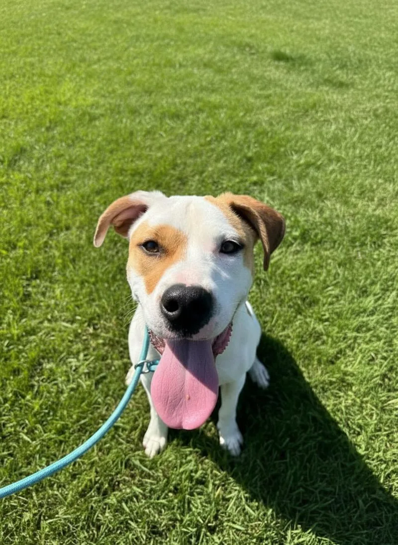 A young medium-sized male American Bulldog dog named Buster for adoption in Hillsdale, NY