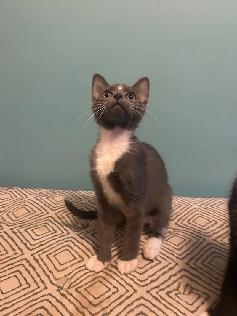 A baby medium-sized female Gray & White Domestic Short Hair cat named Honeydew for adoption in Stewartsville, NJ