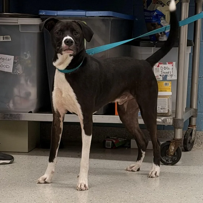 An adult medium-sized male Black Retriever dog named Shadow for adoption in Indianapolis, IN