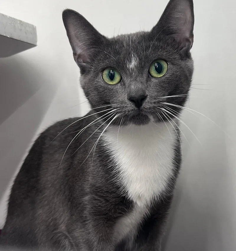 A young medium-sized female Gray & White Domestic Short Hair cat named Heidi for adoption in Spring Lake, NJ