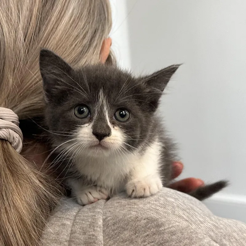 A baby medium-sized female Domestic Medium Hair cat named Rue for adoption in Stamford, CT