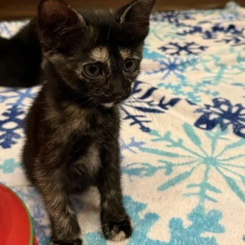 A baby small-sized female Tortoiseshell Domestic Short Hair cat named Addie for adoption in Tampa, FL