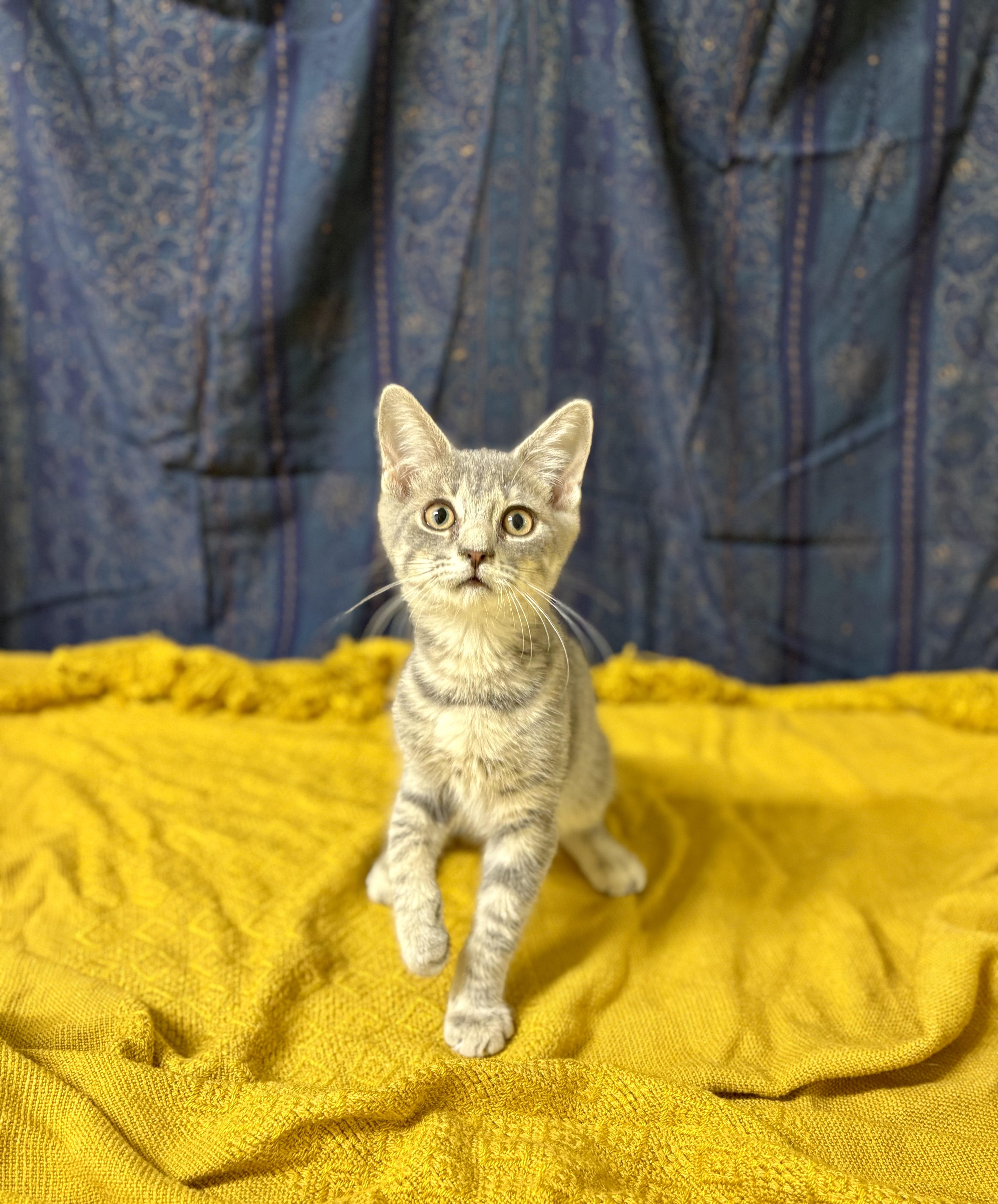 A young medium-sized male Tabby (Gray / Blue / Silver) Domestic Short Hair cat named Flint for adoption in Upper Sandusky, OH
