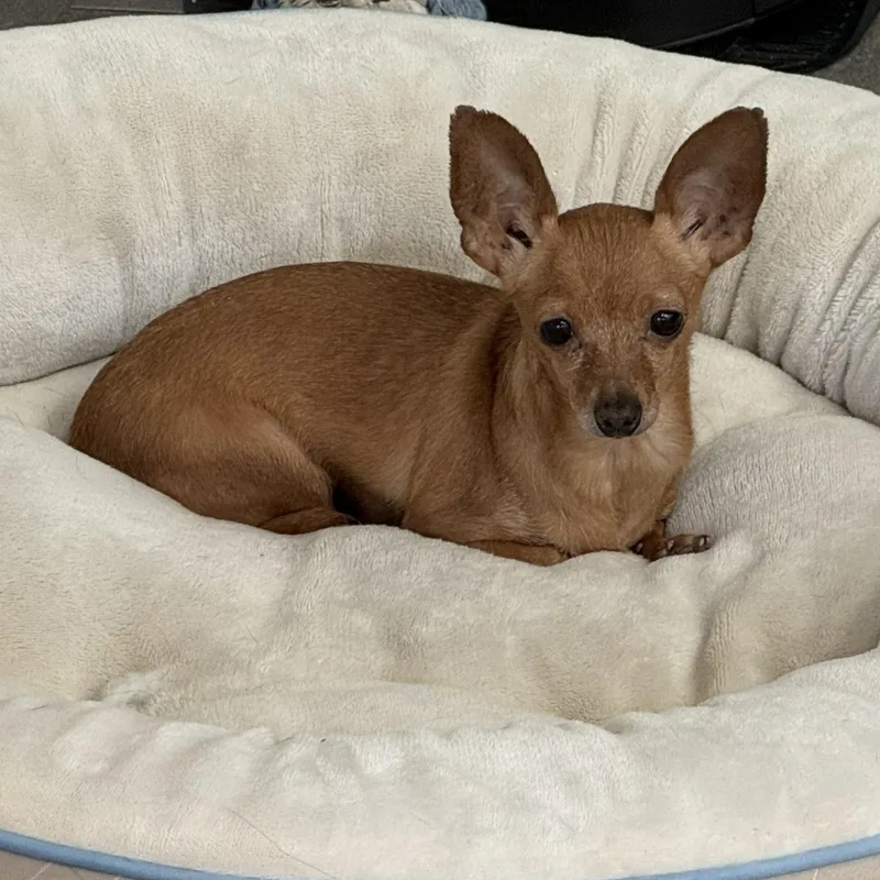 An adult small-sized female Brown / Chocolate Chihuahua dog named Ginny for adoption in Fredericksburg, VA