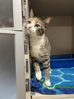 An adult medium-sized female Domestic Short Hair cat named Lily for adoption in Quakertown, PA