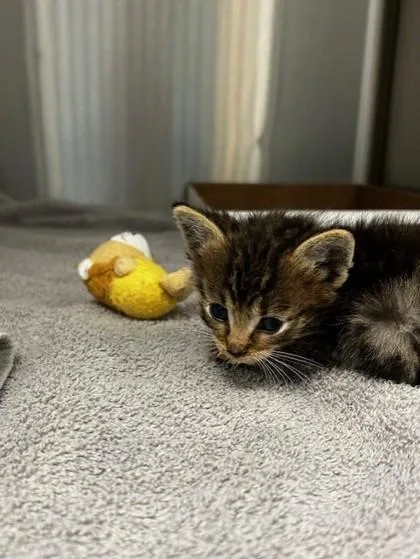 A baby small-sized male Domestic Short Hair cat named Bar Soap for adoption in Roseville, CA