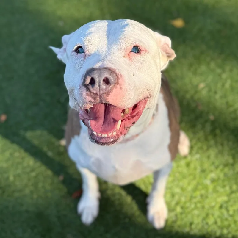 A senior large-sized male Brindle Pit Bull Terrier dog named Blue for adoption in Warwick, RI