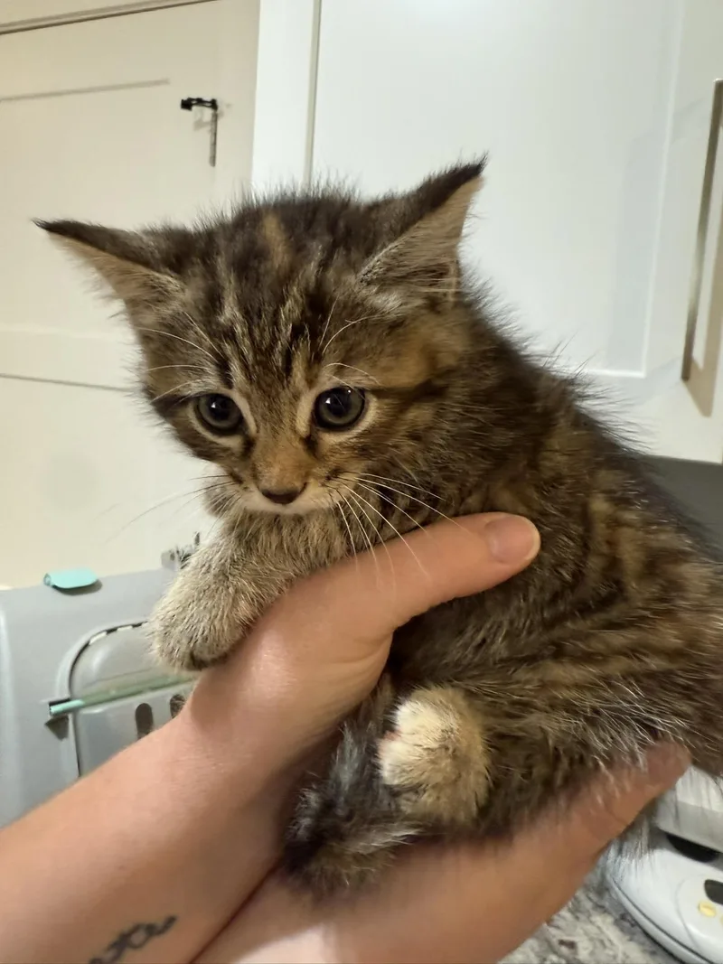 A baby small-sized female Domestic Short Hair cat named Adler for adoption in Davidson, NC