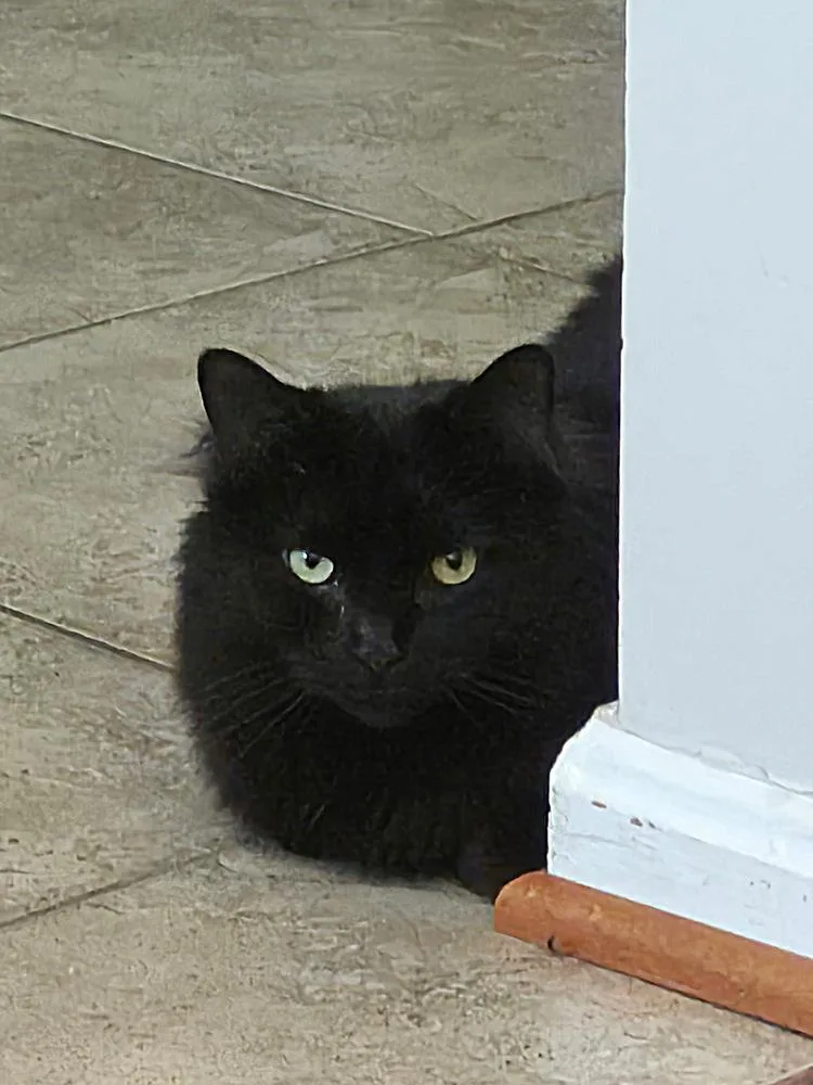 A baby medium-sized female Black Maine Coon cat named Henna for adoption in Vienna , VA