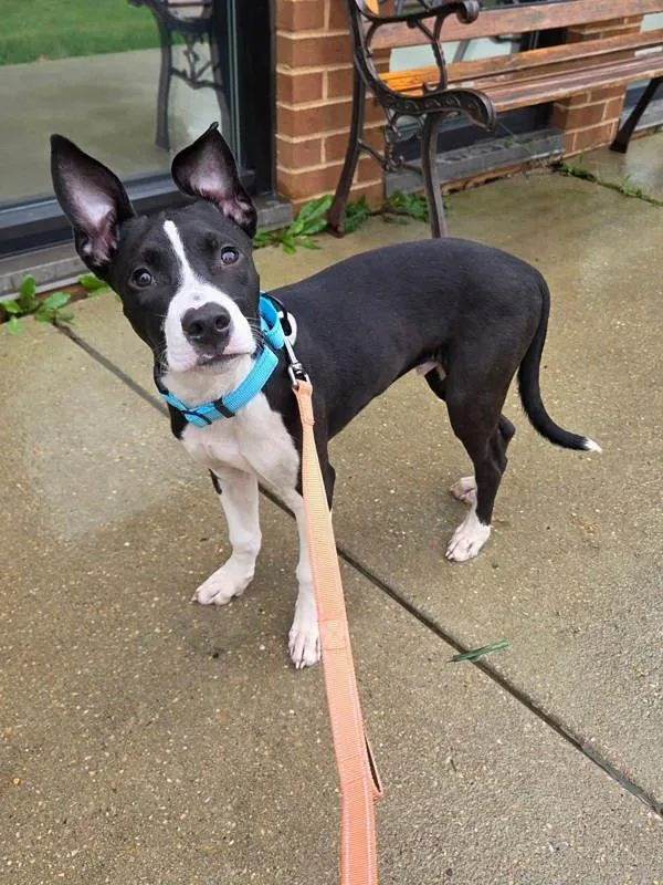 A baby small-sized male Pit Bull Terrier dog named Alvin for adoption in Millersville, MD