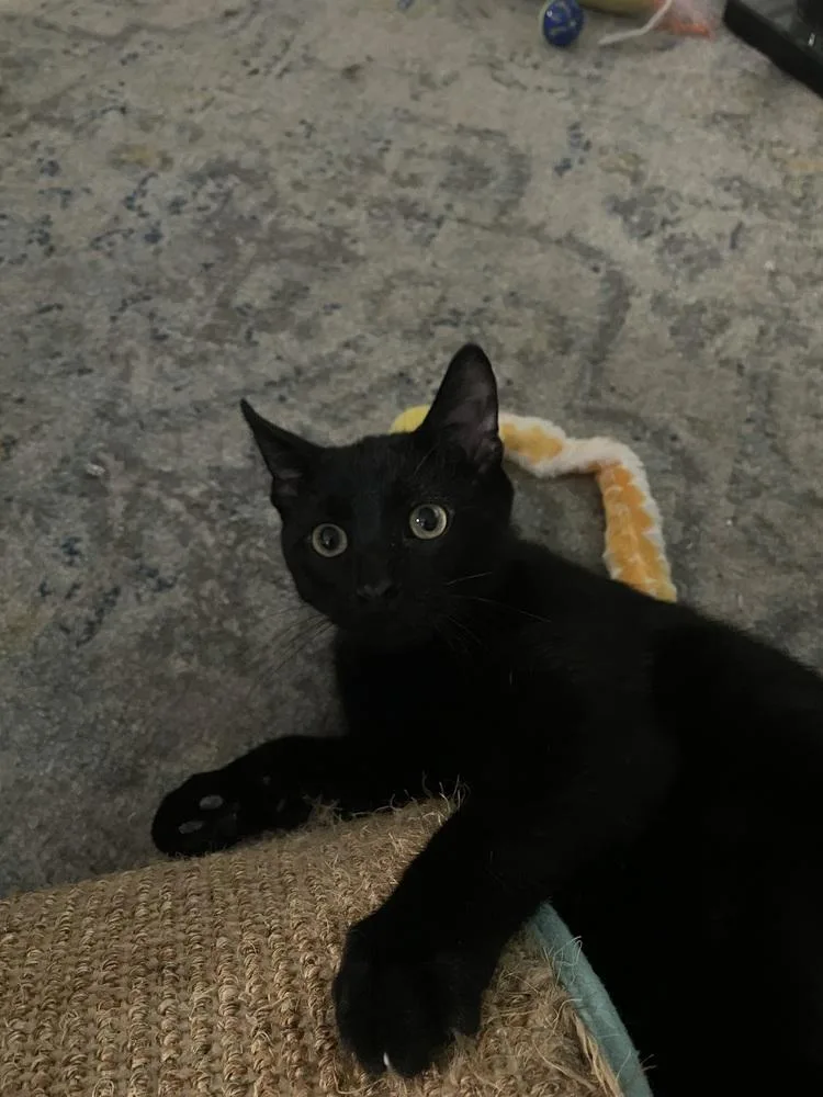 Woodford thumbnail 2