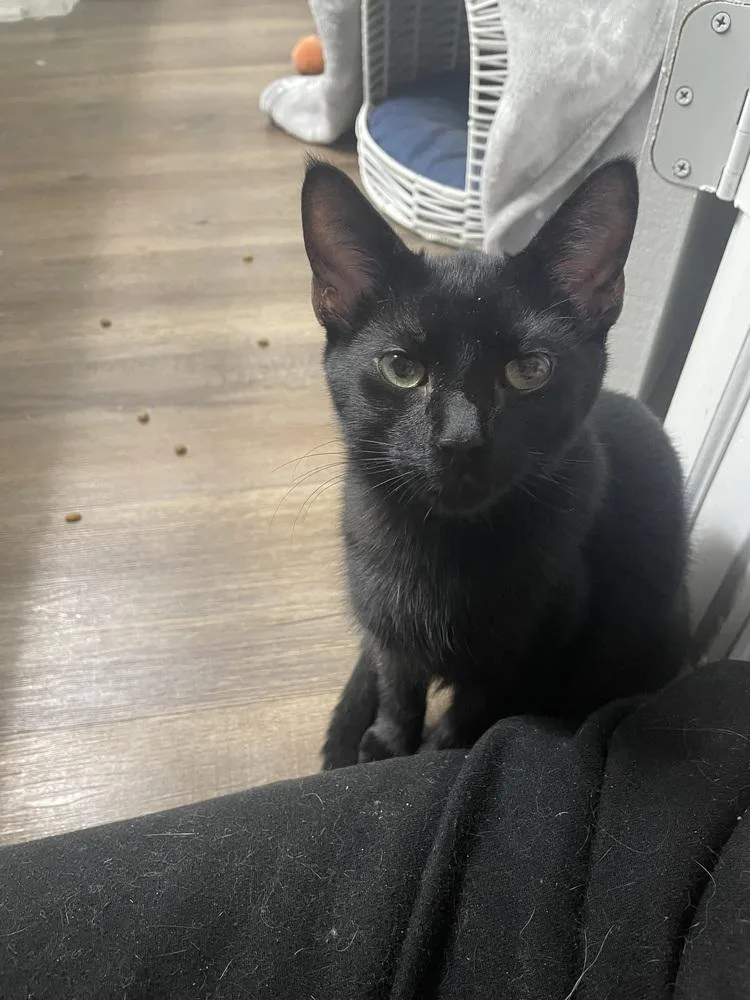 Woodford thumbnail 4