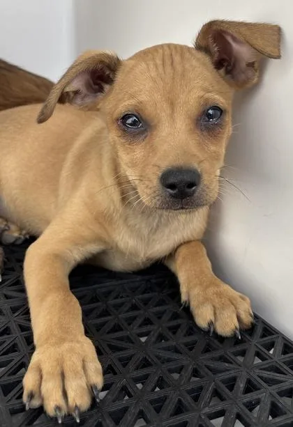 A baby small-sized male Yellow / Tan / Blond / Fawn Mixed Breed dog named 61571646 for adoption in El Paso, TX