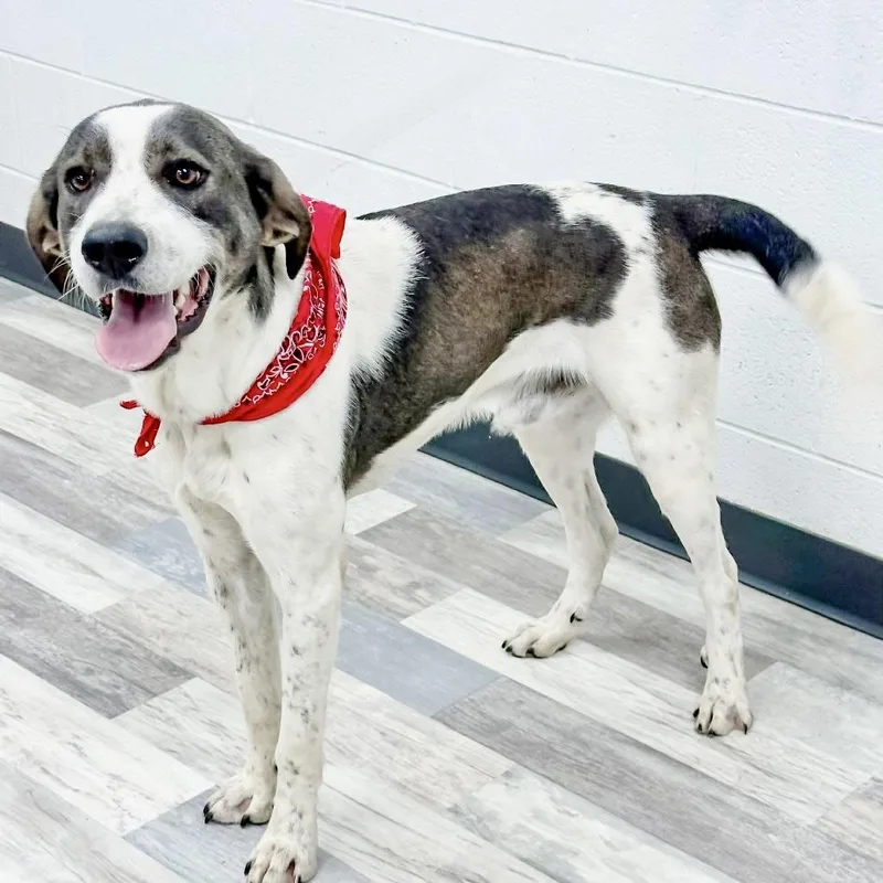 Padfoothi thumbnail 2