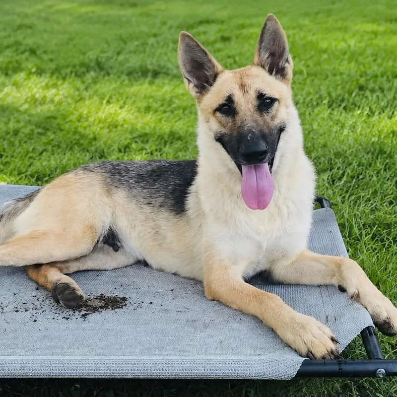 A young medium-sized female German Shepherd Dog dog named Sunflower for adoption in Justin, TX