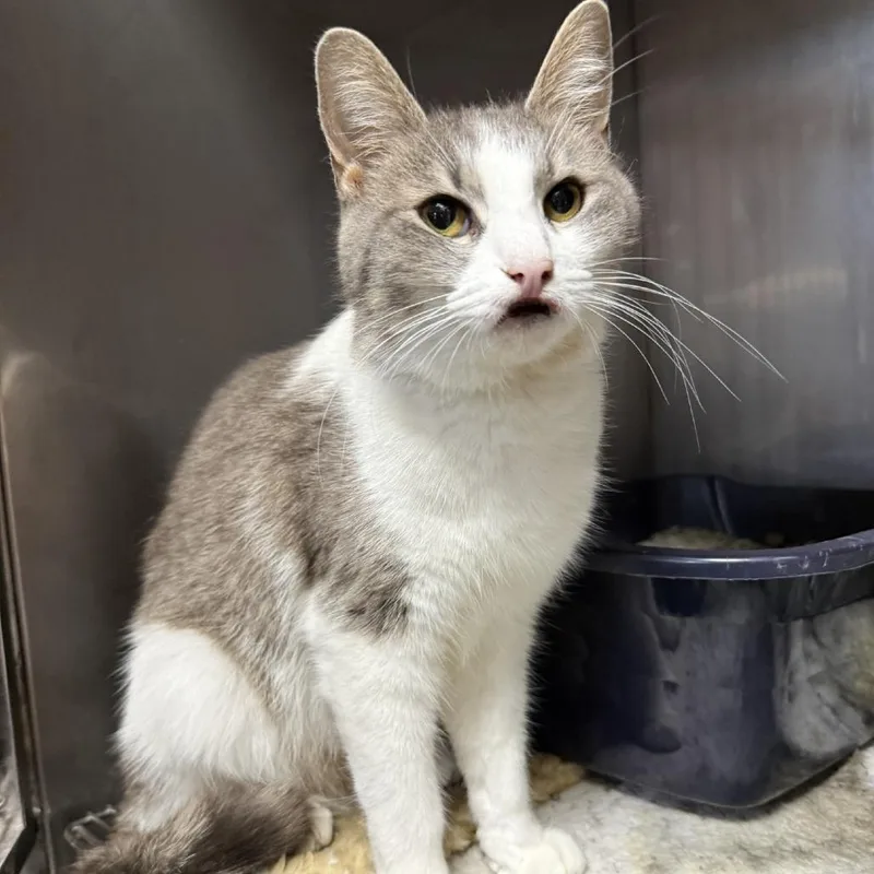 An adult medium-sized female Domestic Short Hair cat named Maple for adoption in New York, NY