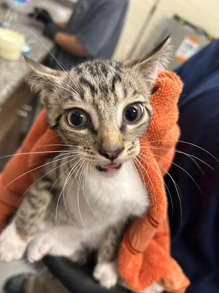 A baby medium-sized female Domestic Short Hair cat named Lays for adoption in Winder, GA
