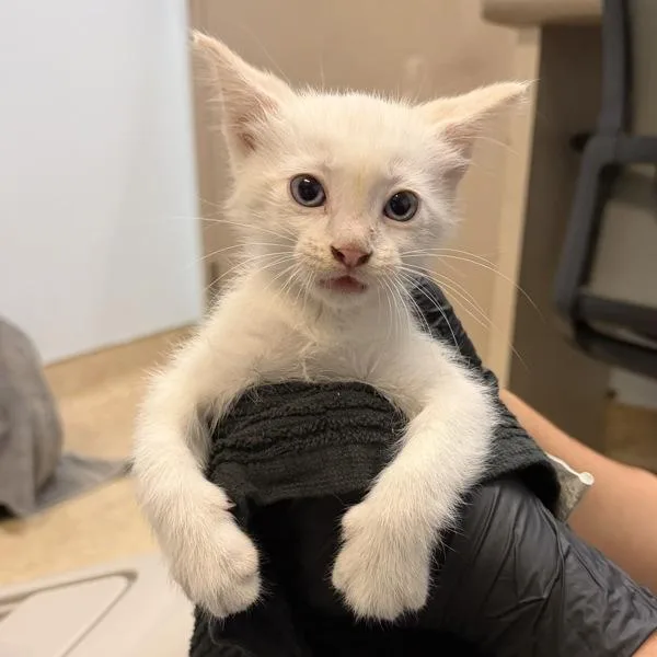 A baby small-sized male Domestic Short Hair cat named Sue for adoption in San Diego, CA