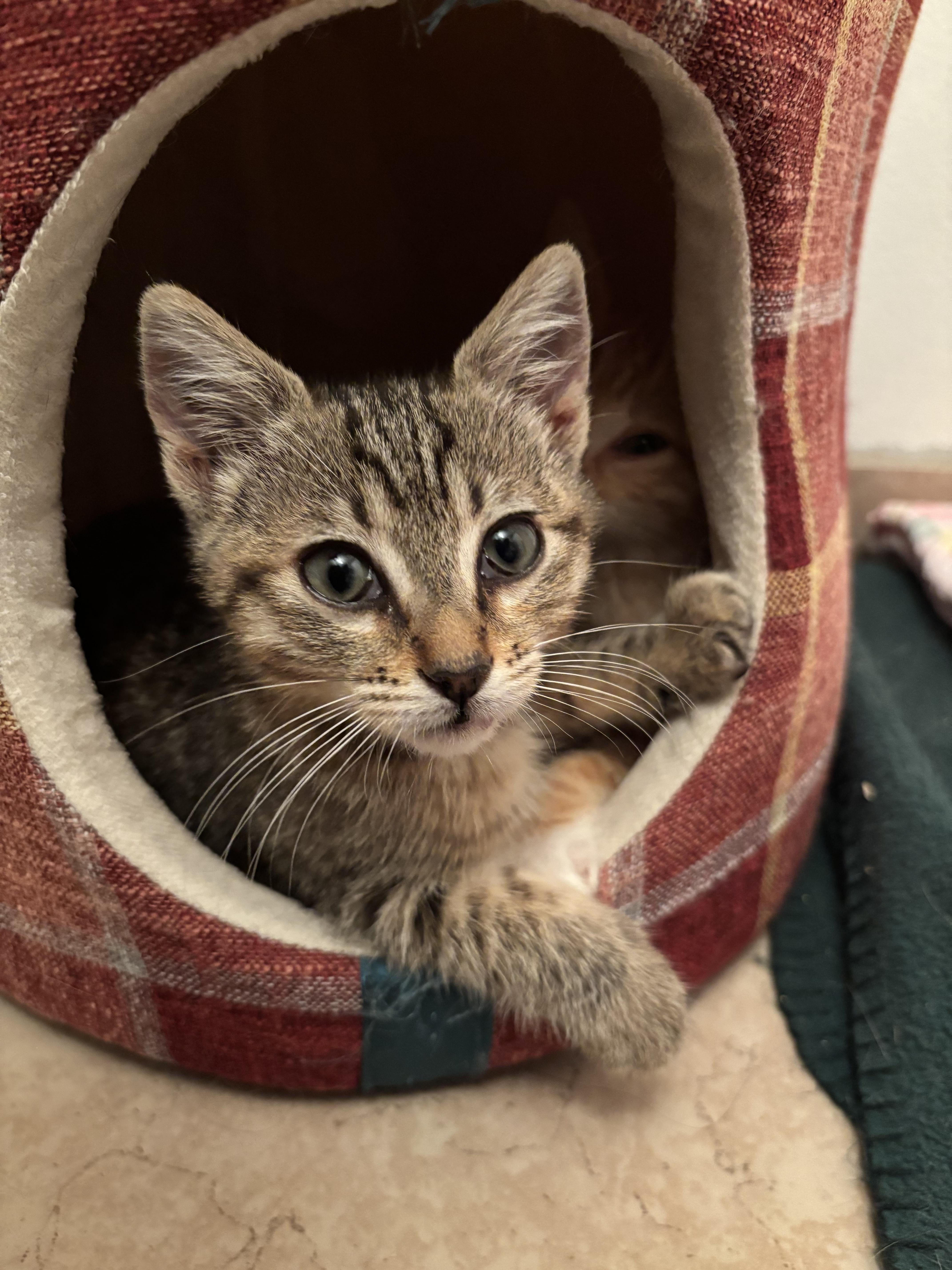A baby small-sized female Domestic Short Hair cat named Miso for adoption in Long Beach, CA