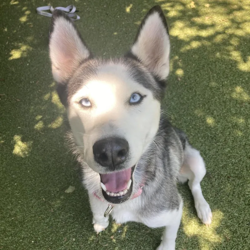 Kaia