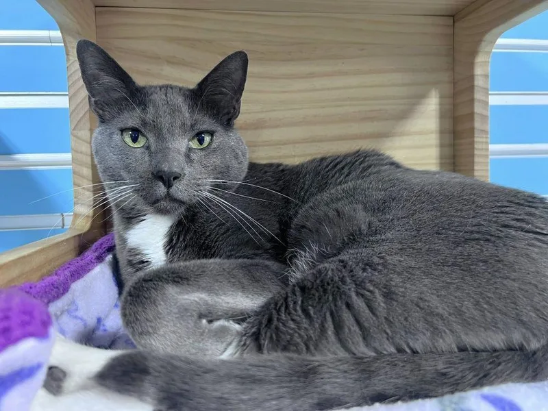 A senior medium-sized male Domestic Short Hair cat named Emil for adoption in Colorado Springs, CO
