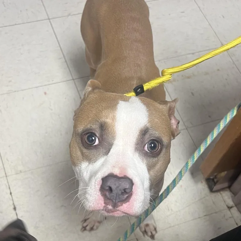 A young medium-sized male Yellow / Tan / Blond / Fawn Pit Bull Terrier dog named Sandy for adoption in Jacksonville, AR