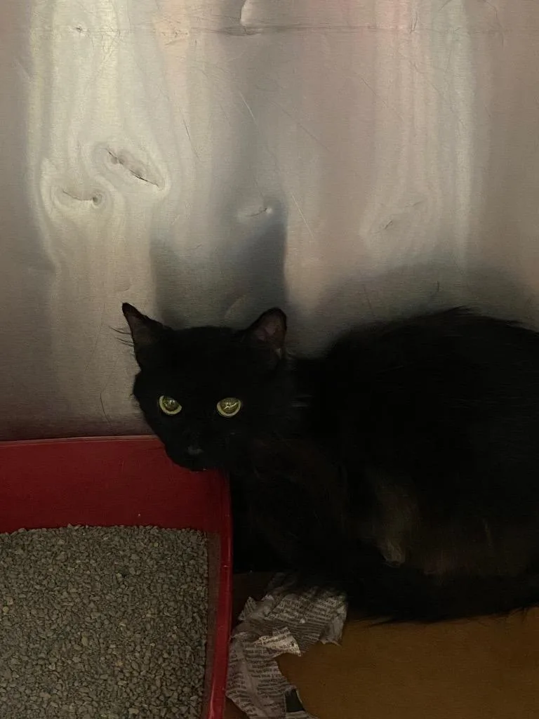 A baby medium-sized male Domestic Short Hair cat named Mudge for adoption in Cartersville , GA