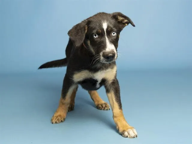 A baby small-sized female Australian Cattle Dog / Blue Heeler dog named Pastel for adoption in Phoenix, AZ