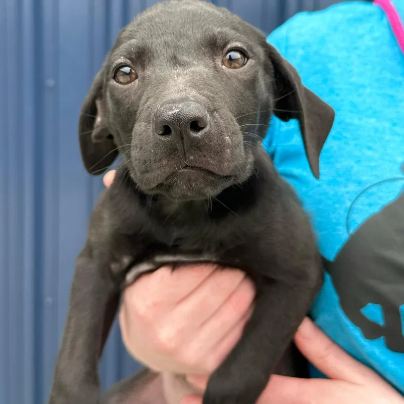 A baby small-sized female Black Labrador Retriever dog named Glory for adoption in Matteson, IL