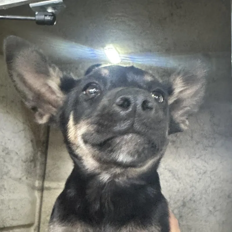 A baby small-sized female Black Shepherd dog named Skyler for adoption in Tampa, FL