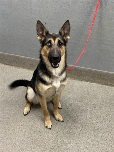 A young medium-sized female German Shepherd Dog dog named Polly Pocket for adoption in Las Vegas, NV