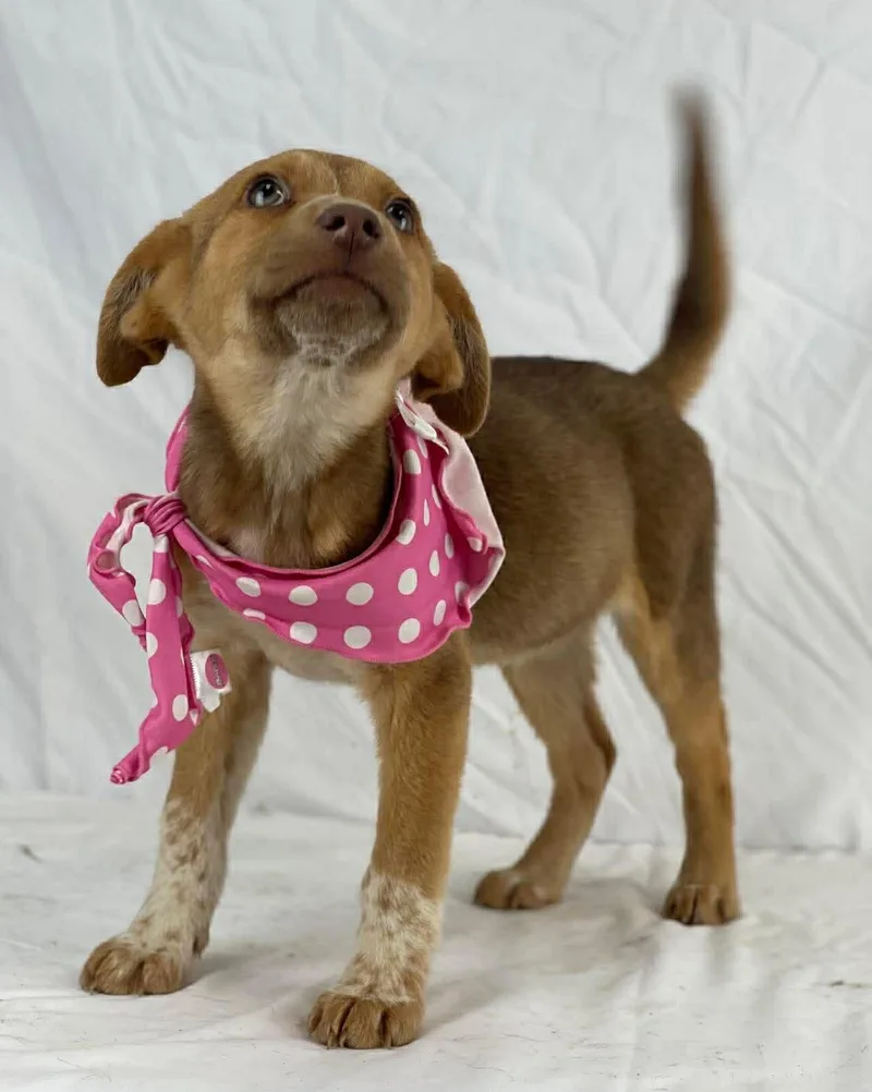 Tasha The Shepherd Mix thumbnail 4