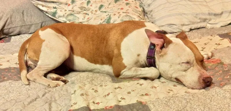 An adult small-sized female Jack Russell Terrier dog named Ruby for adoption in Crown Point, IN