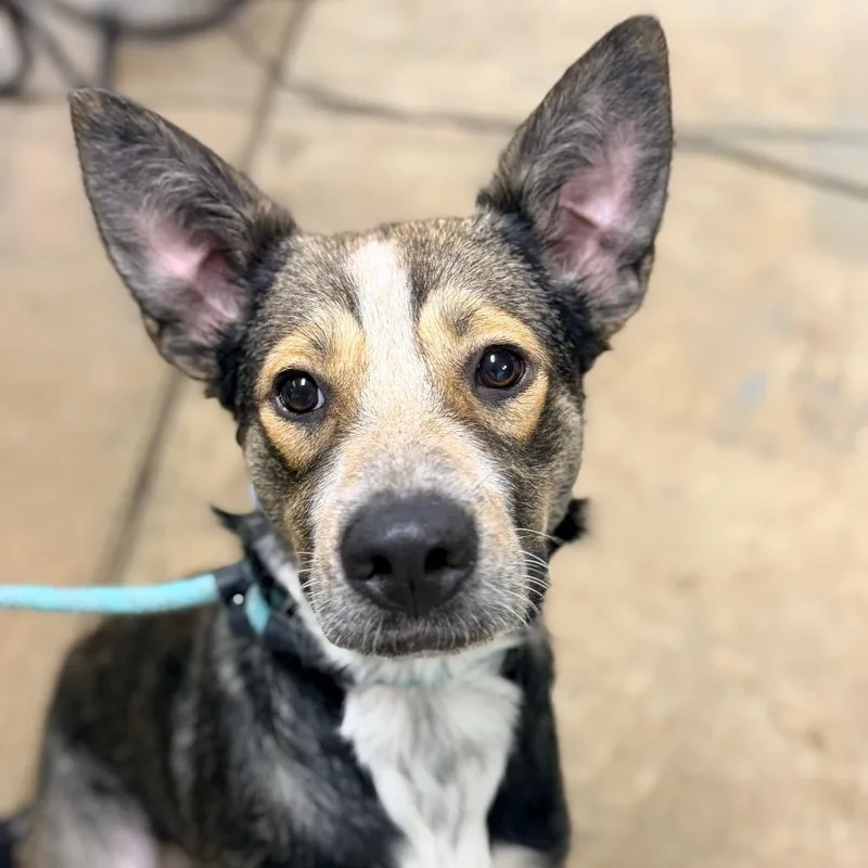 A young large-sized male Shepherd dog named Lenny for adoption in Columbus, GA