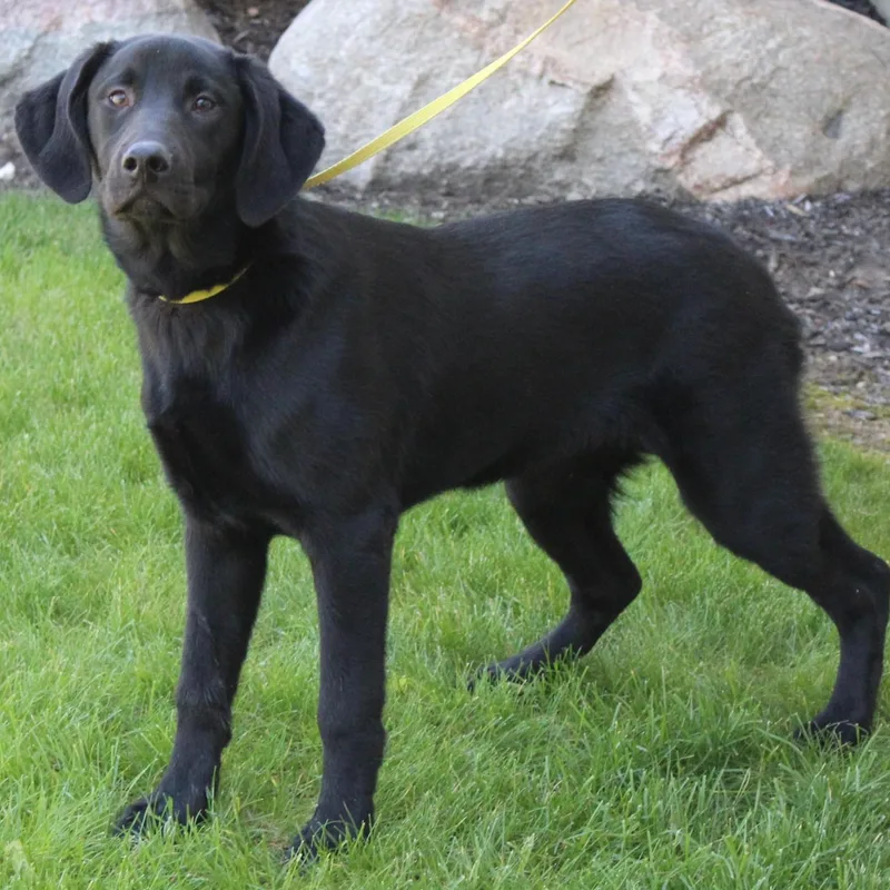 A baby medium-sized female Black Labrador Retriever dog named Lilly for adoption in Eaton, OH