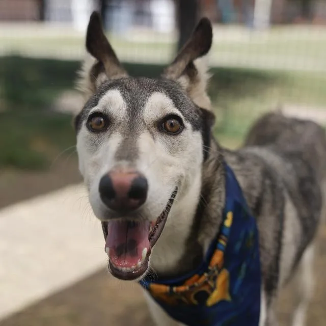 A young large-sized female Husky dog named Zaza for adoption in San Antonio, TX