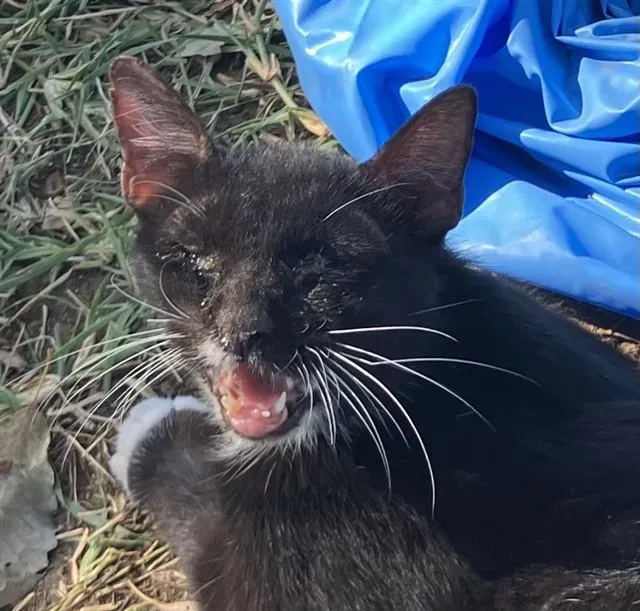 A young large-sized female Domestic Short Hair cat named Vega for adoption in Dallas, TX