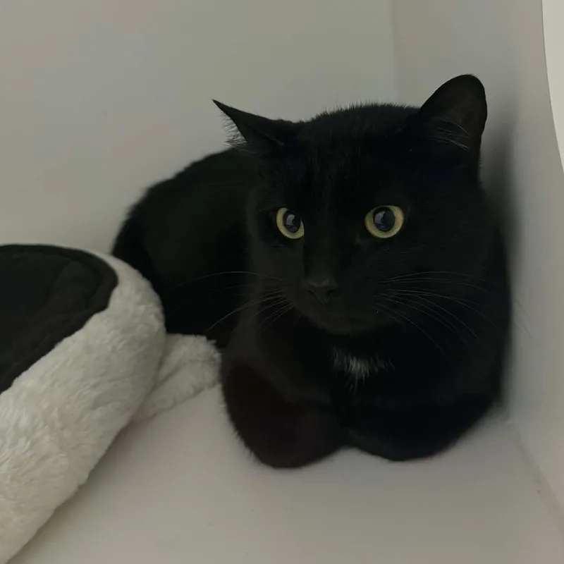 Panterano Fee thumbnail 2