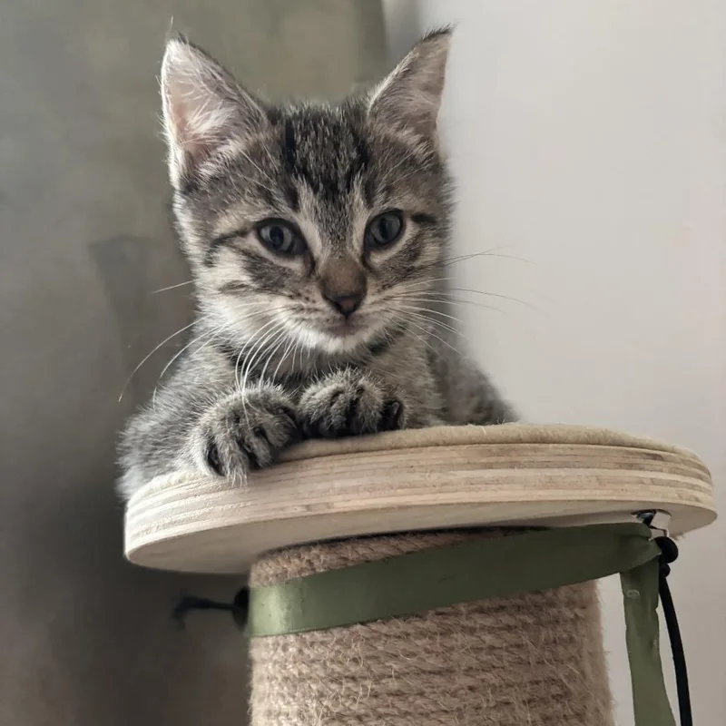 A baby small-sized female Gray / Blue / Silver Domestic Short Hair cat named Jell O for adoption in Philadelphia, PA