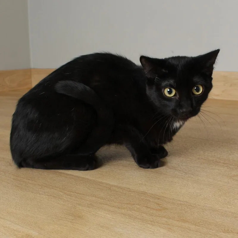 A young medium-sized female Black Domestic Short Hair cat named Shadow C for adoption in Minnetonka, MN