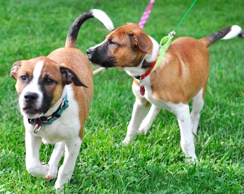 A baby large-sized male Tricolor (Brown, Black, & White) Boxer dog named Timon for adoption in Mechanicsburg, PA