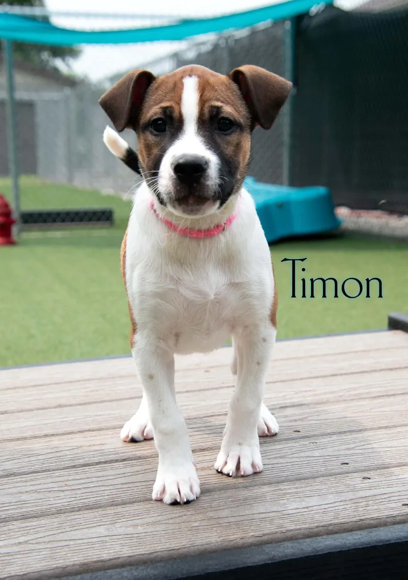 Timon thumbnail 4